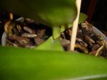 16-01-07 phal moteada.JPG