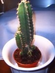 Cereus Europ. Comprat 19-Gener-07.JPG