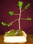 buxus.jpg
