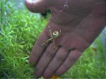 araña b1.jpg