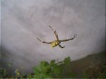 araña b2.jpg