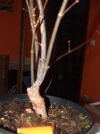 DSCF0007.JPG