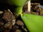 19-01-07 phal moteada.JPG