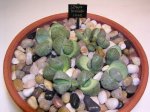 lithops.jpg