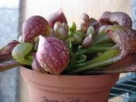 sarracenia.JPG