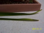 100_1247vanda web 2.jpg