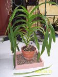 100_1246vanda web 1.jpg