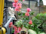 DSCN1784.JPG