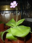 pinguicula.JPG