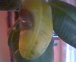 ficus.jpg