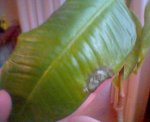 ficus2.jpg