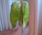 ficus3.jpg