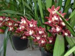 DSC00679.JPG