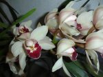 DSC00681.JPG