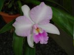DSC00694.JPG