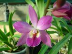 DSC00699.JPG