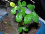 DSCN1396.JPG