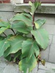 planta cogido semillas.JPG