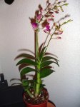 DSC01740.JPG