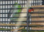 paco y lola 8.JPG