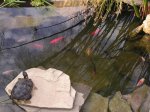 tortuga al sol.JPG