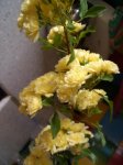 banksiae lutea.jpg