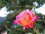 101_0017red.jpg