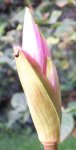 101_0010red.jpg