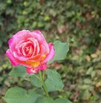 101_0008redred.jpg
