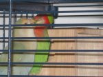 paco y lola 9.JPG