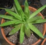 nueva2 2007-01-24 002.jpg