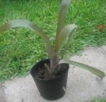 bromelia 2007-01-17.jpg