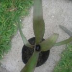 detalle bromelia 2007-01-17 002.jpg