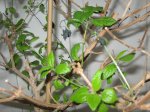 lantana camara.jpg