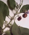 frutos,hojas y flores.JPG