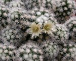 Mammillaria_gracilis_cv_Arizona_Snow_Cap.jpg