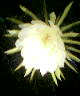 Imagen000.jpg