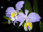 Cattleya2.JPG