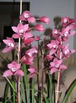 cymbidium-1.JPG