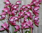 cymbidium-2.jpg