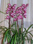cymbidium-3.jpg