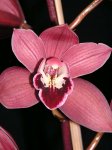 cymbidium detalle.JPG