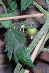 tomates en enero.JPG
