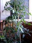 tomatera 22-01-07.JPG