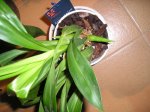 zygopetalum.JPG