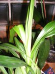 zygopetalum II.JPG