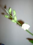 IM000006 [iPod Photo].jpg