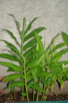 DSC01350.jpg