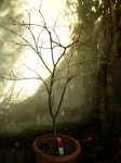 arce palmeado, invierno..jpg