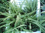 fresias.JPG